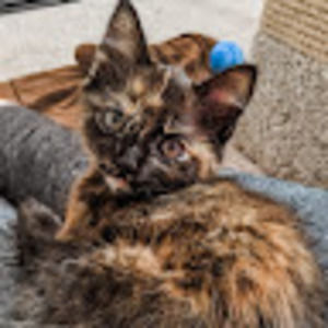 Meet your Posher, Tylee